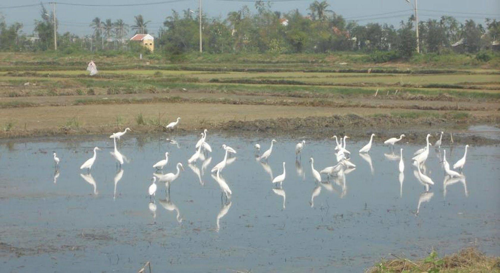 Lila Homestay Hoi An Bagian luar foto